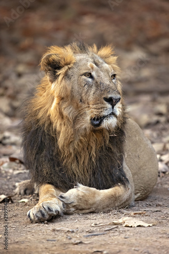 Fototapeta Naklejka Na Ścianę i Meble -  Asiatic lion is a Panthera leo leo population in India. Its range is restricted to the Gir National Park and environs in the Indian state of Gujarat.