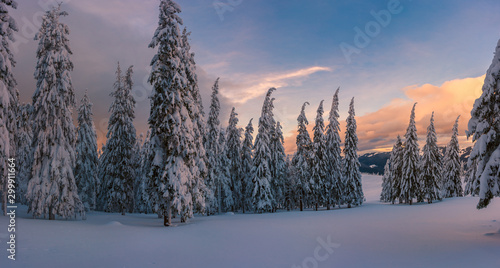 Winter panorama with white forest in mountains