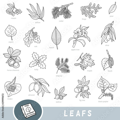 Black and white set of leaves and fruits, collection of nature items with names in English. Cartoon visual dictionary for children about trees
