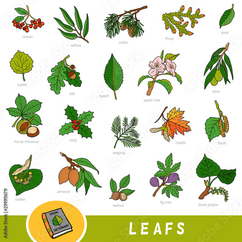 Set of leaves and fruits, collection of vector nature items with names in English. Cartoon visual dictionary for children about trees