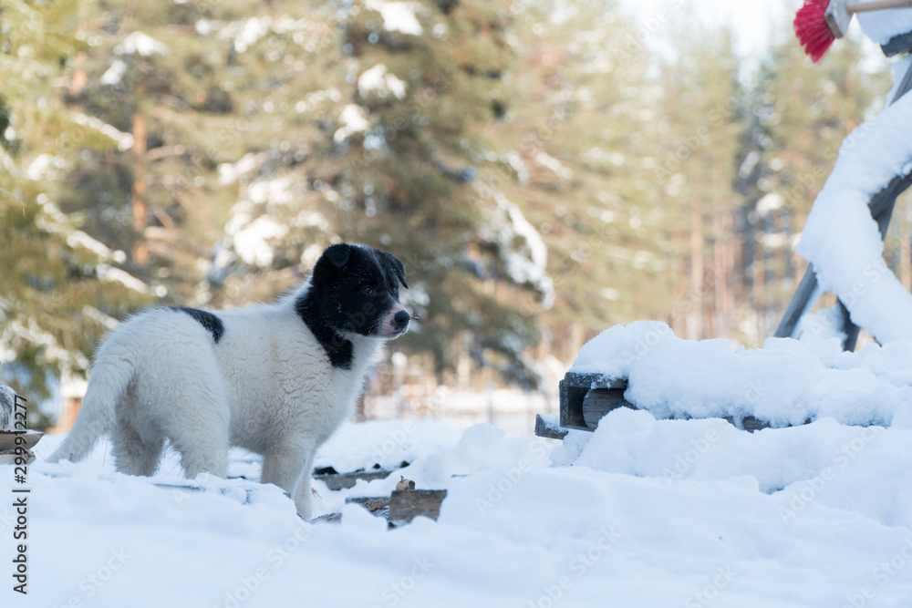 Dog in snow Dog in snow