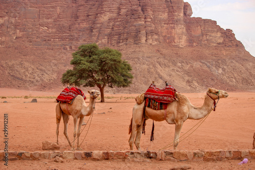 Camels in the desert of Wadi Rum Jordan © lisa_h