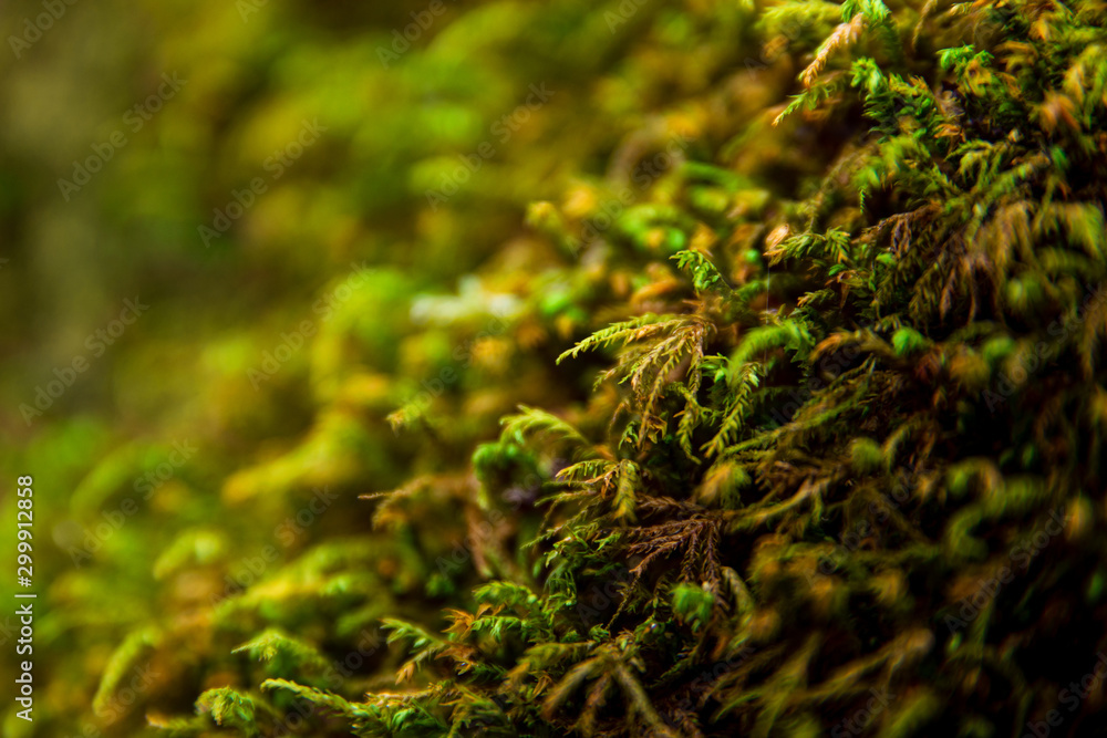 tree with moss on roots in a green forest or moss on tree trunk.