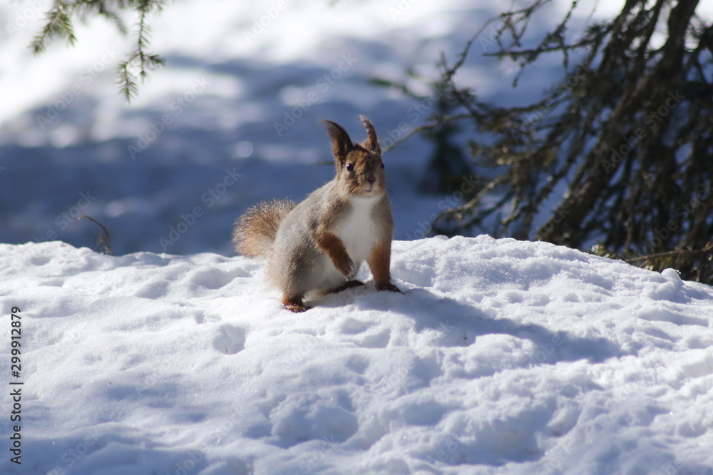 Eurasian red squirrel (Sciurus vulgaris) in snow