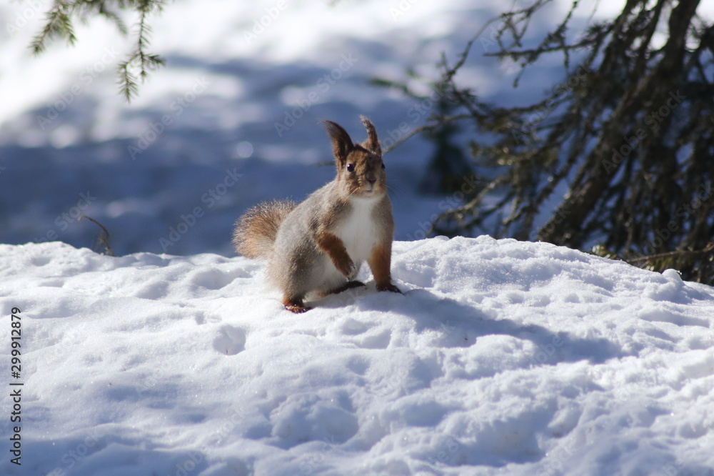 Eurasian red squirrel (Sciurus vulgaris) in snow Eurasian red squirrel (Sciurus vulgaris) in snow