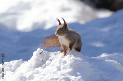 Eurasian red squirrel (Sciurus vulgaris) in snow © Korvil