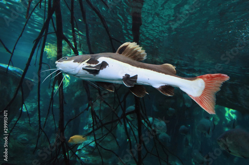 Slika na platnu Redtail Catfish (Practocephalus hermioliopterus) in freshwater aquarium