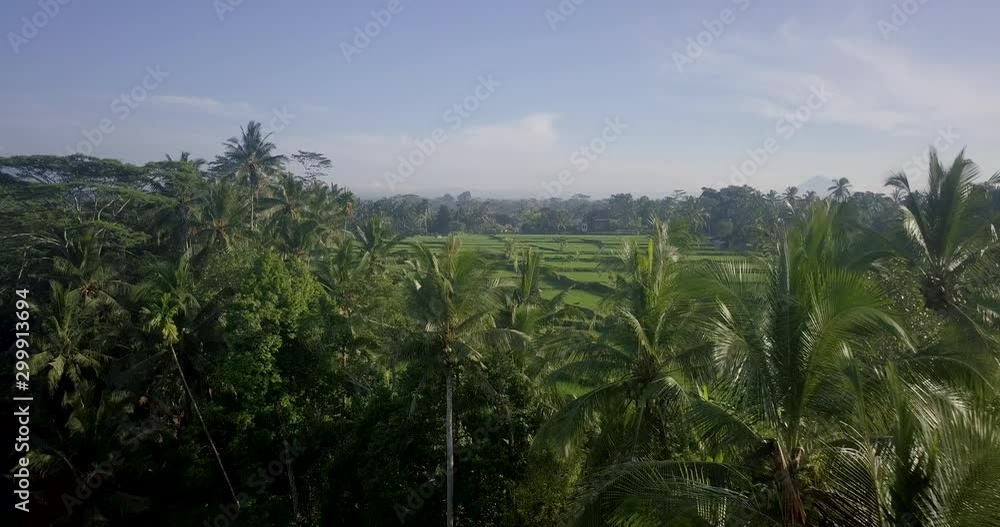 Aerial Drone View of Bali rice fields and patties in 4k on a bright sunny day in Indonesia. Views include Kerobokan, Ubud, Canggu, Seminyak and Tegalalang. Aerial Drone View of Bali rice fields and patties in 4k on a bright sunny day in Indonesia. Views include Kerobokan, Ubud, Canggu, Seminyak and Tegalalang.