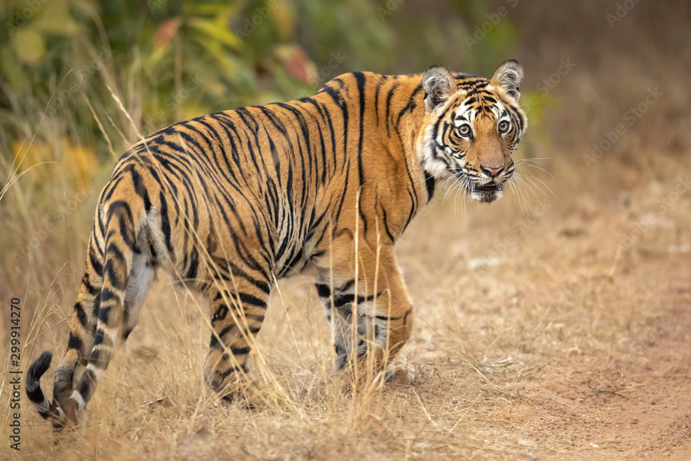 Obraz premium Bengal tiger is a Panthera tigris tigris population native to the Indian subcontinent.