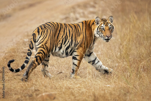 Fototapeta Bengal tiger is a Panthera tigris tigris population native to the Indian subcontinent