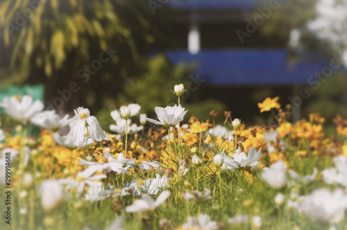 Field of cosmos flower