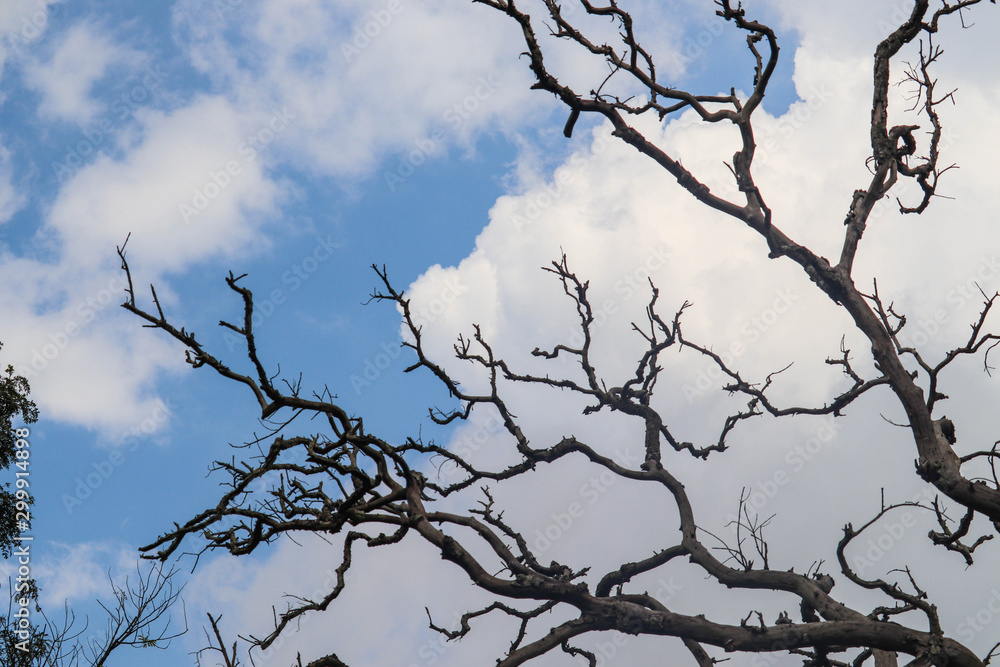 Bare tree Branches No Leaves With Blue Sky in Background Landscape Bare tree Branches No Leaves With Blue Sky in Background Landscape