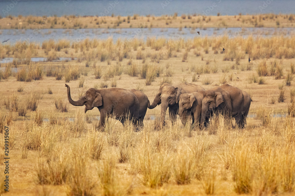 Obraz premium Indian elephant (Elephas maximus indicus) is one of three extant recognised subspecies of the Asian elephant and native to mainland Asia