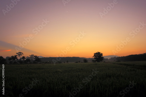 Rice green field and paddy rice for natural background.on the sunset. © Chaleow