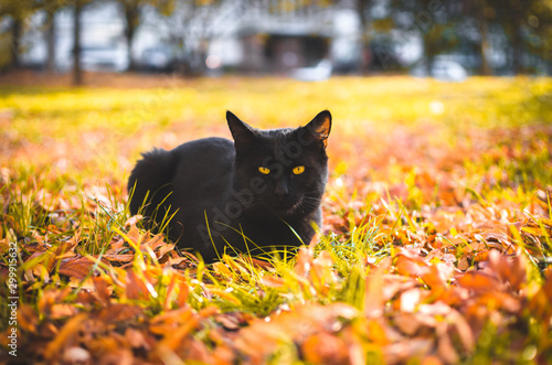 Surprised black cat is sitting in the yellow grass photo