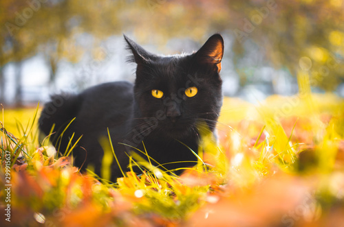 Photography Portrait of surprised black cat is sitting in the yellow grass.