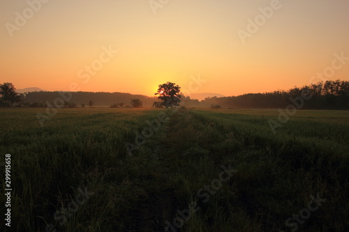 Rice green field and paddy rice for natural background.on the sunset. © Chaleow