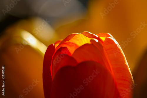 details of a tulip blooming in yellow and red in backlight