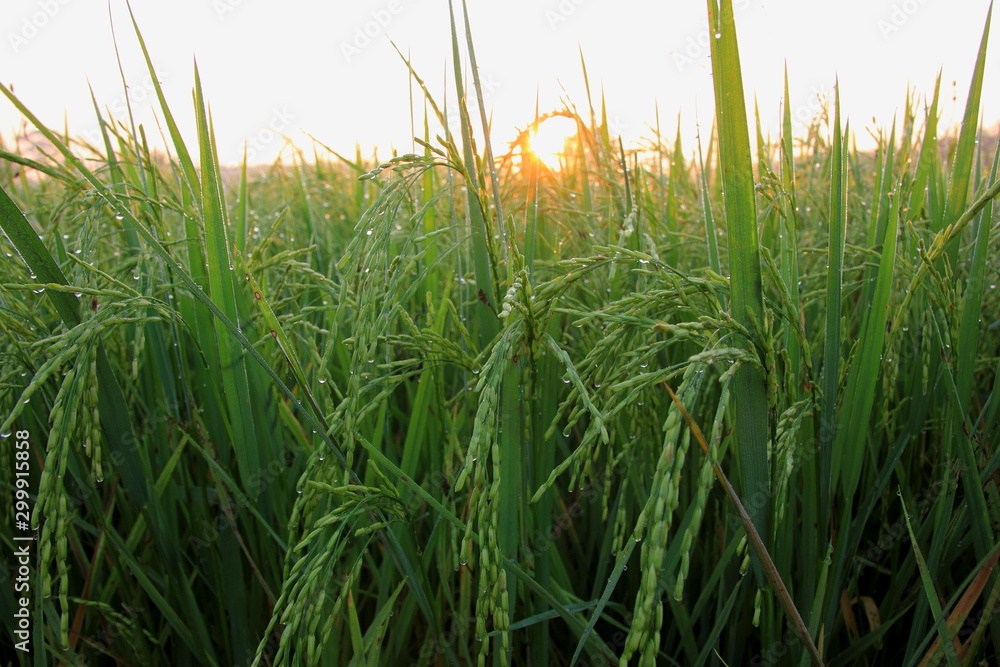 Fototapeta premium Rice green field and paddy rice for natural background.on the sunset.
