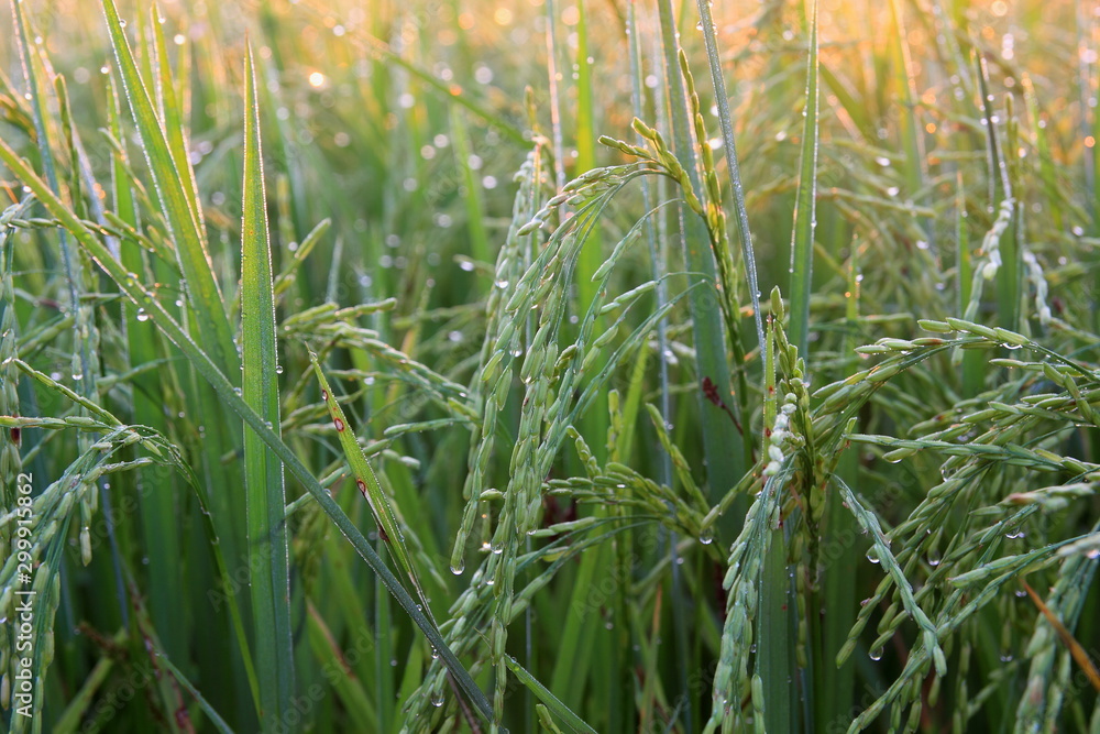 Obraz premium Rice green field and paddy rice for natural background.on the sunset.