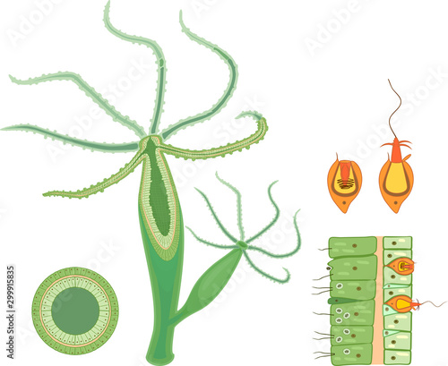 Structure of Hydra. Cross-section of Hydra Polyp. Educational material for lesson of zoology	
