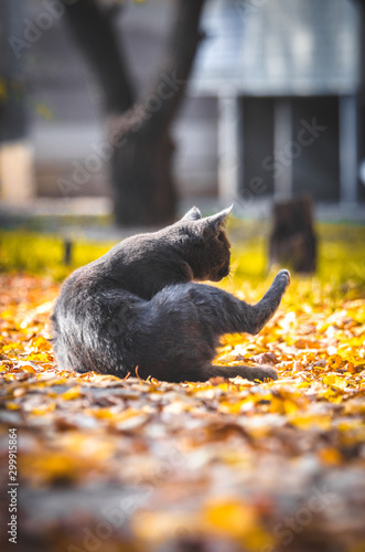 Gray cat washes in profile on a yellow autumn background photo