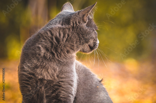 Portrait of a gray cat from back photo