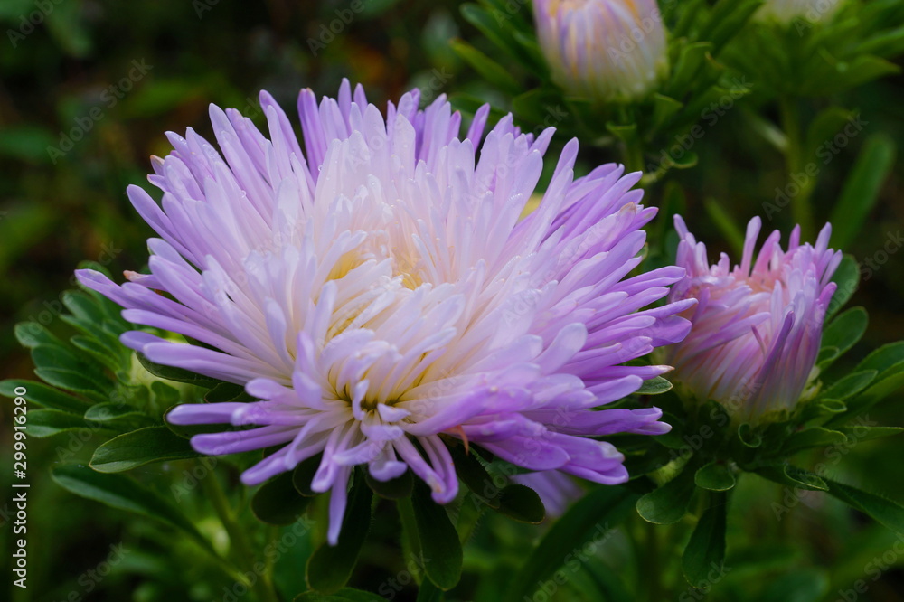 Fototapeta premium Very beautiful Aster with a large number of narrow petals passing from a delicate lilac color to white. Near unopened Bud. The background is green.