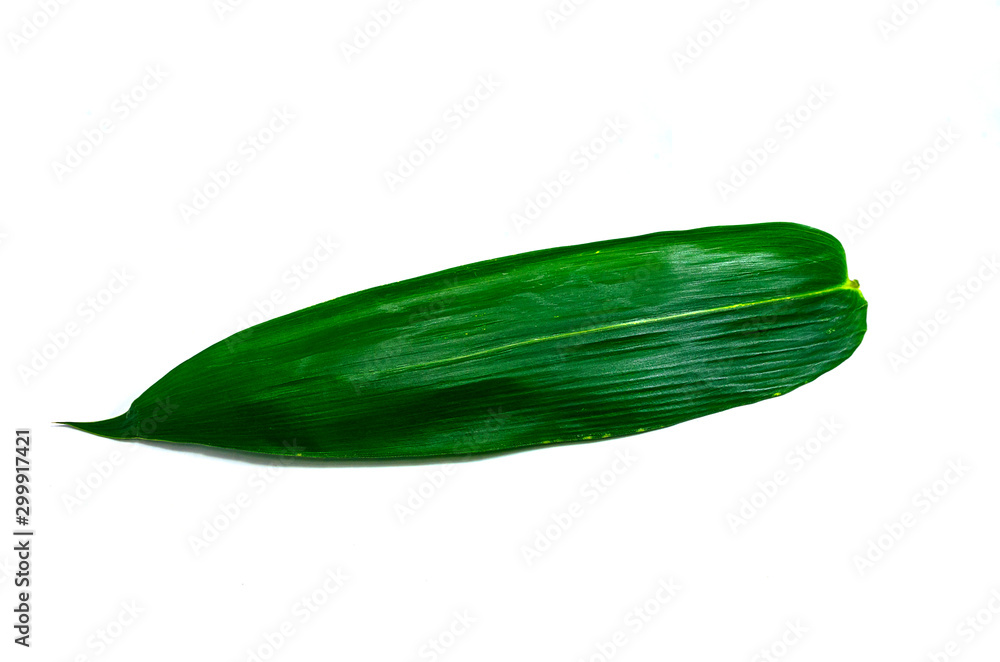 cucumber isolated on white background cucumber isolated on white background