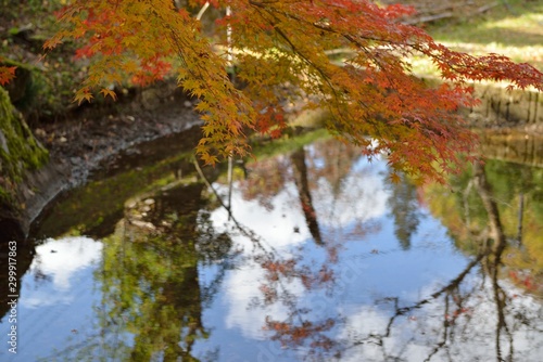 Fototapeta Naklejka Na Ścianę i Meble -  曽木公園の紅葉