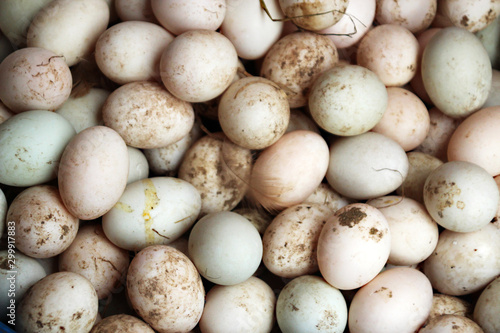 White duck eggs with feather at a chicken farm