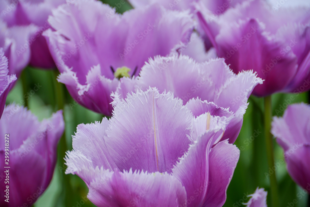 Purple Cummins Tulips with Fringed Petal Tips Purple Cummins Tulips with Fringed Petal Tips