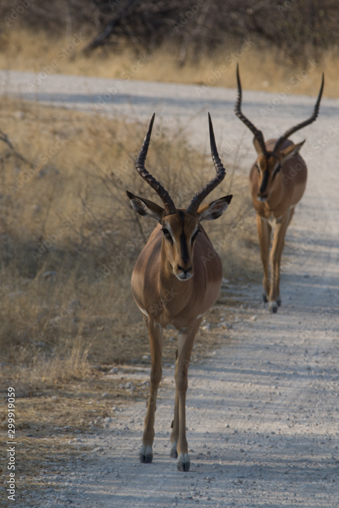 Fototapeta premium Impala