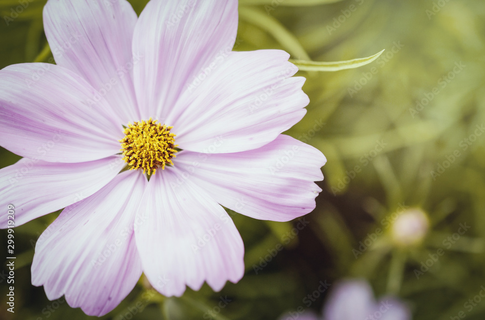 Fototapeta premium Field of cosmos flower