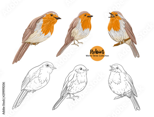 Robin bird - a symbol of Christmas. Set of elements for design Isolated on white background. Realistic sketch drawing. Colored and outline hand drawing vector illustration..