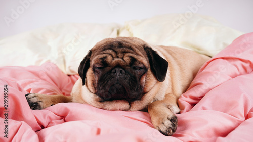 Funny portrait pug in human bed. Poor sad sick bored dog concept. Pet care and animals concept. Text copy space.