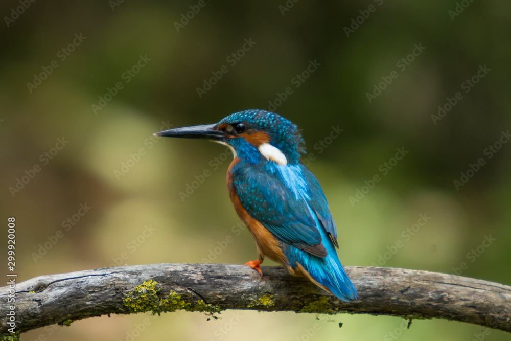 Common kingfisher bird (Alcedo atthis) perched on a branch. Common kingfisher bird (Alcedo atthis) perched on a branch.