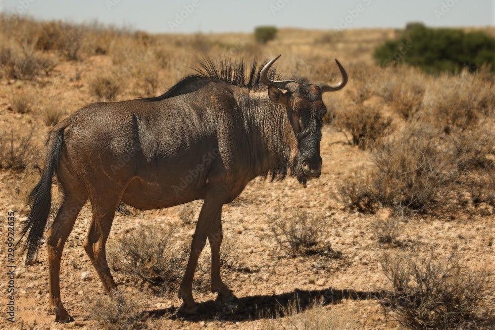 A blue wildebeest (Connochaetes taurinus) calmly walking in dry grassland on red sand in Kalahari desert.