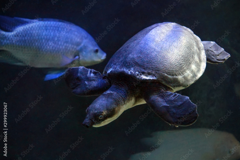 Obraz premium Pig-nosed turtle (Carettochelys insculpta) or the Fly River turtle in freshwater