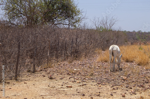 Fototapeta Naklejka Na Ścianę i Meble -  A white donkey grazing in a semiarid region in the interior of Brazil