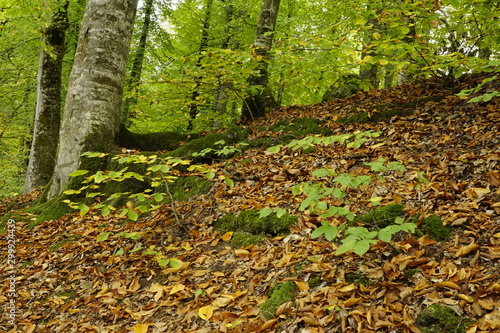 path in the forest