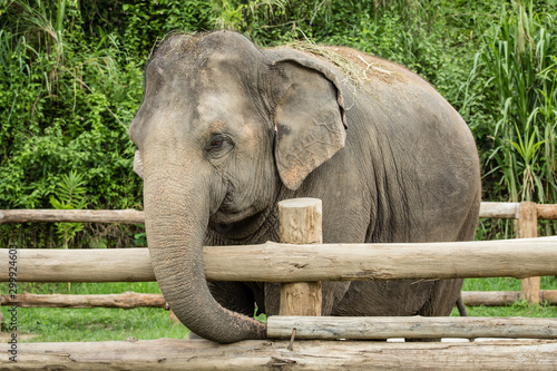 Close up asian elephant