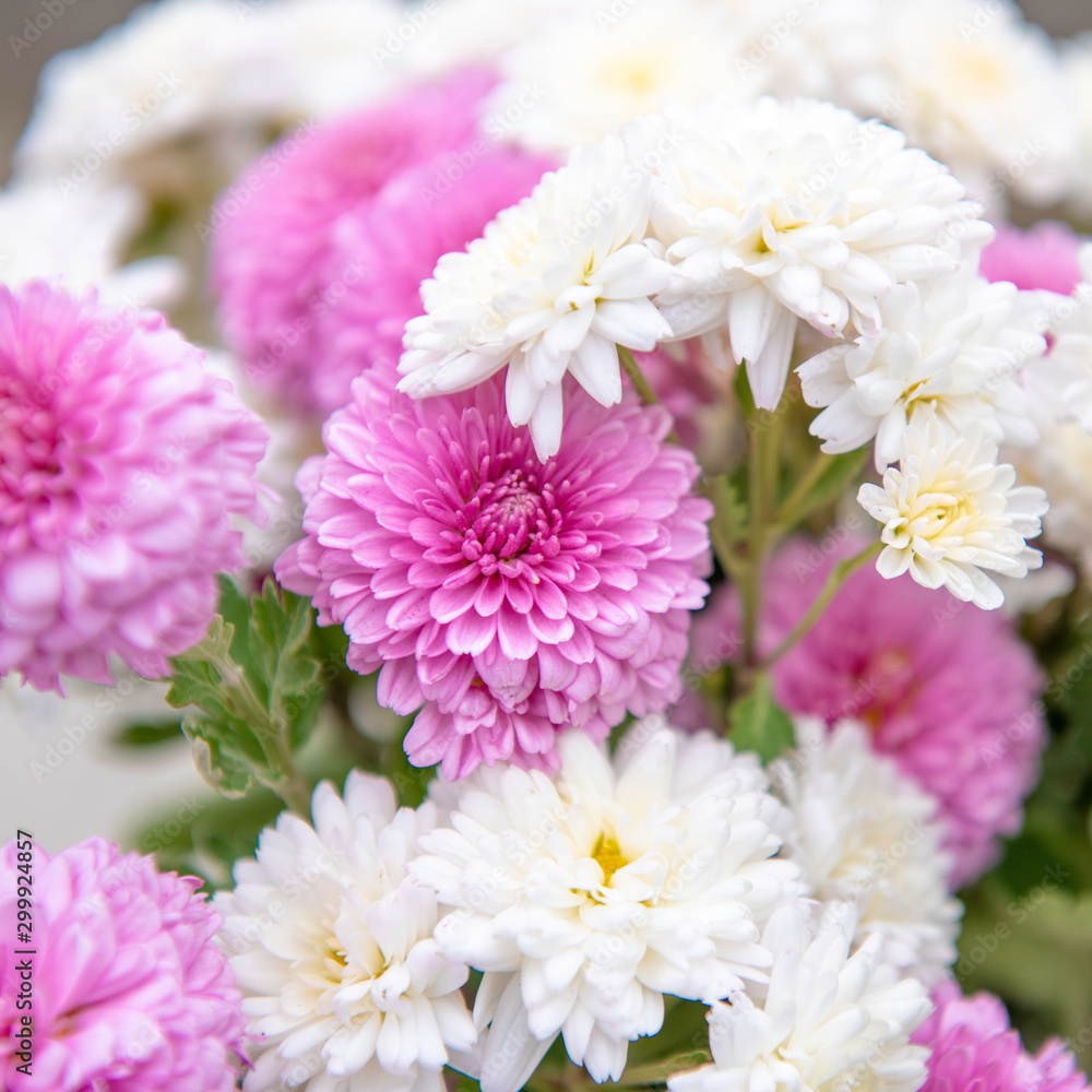 two colors, pink and white chrysanthemum bush in the garden two colors, pink and white chrysanthemum bush in the garden
