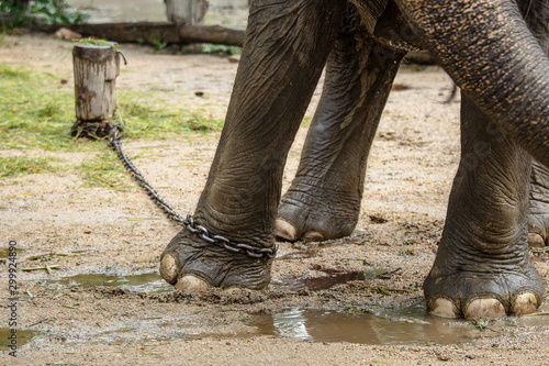 Canvas Print close up elephant with legs in a chains