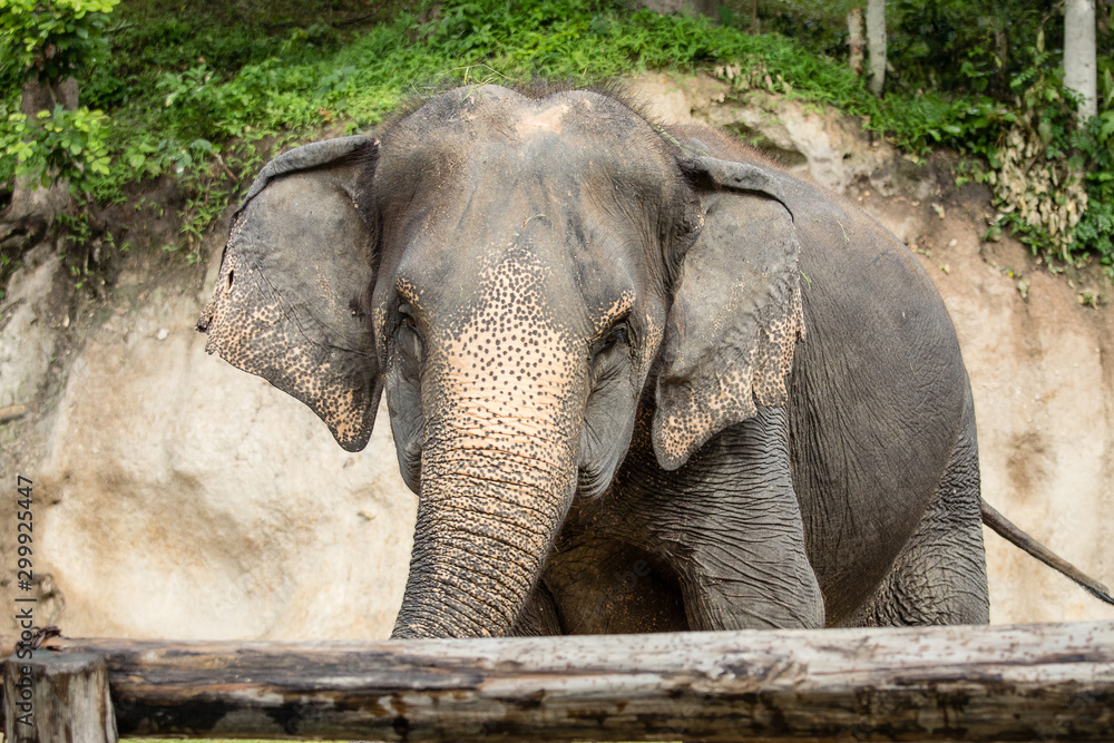 Fototapeta premium Close up asian elephant