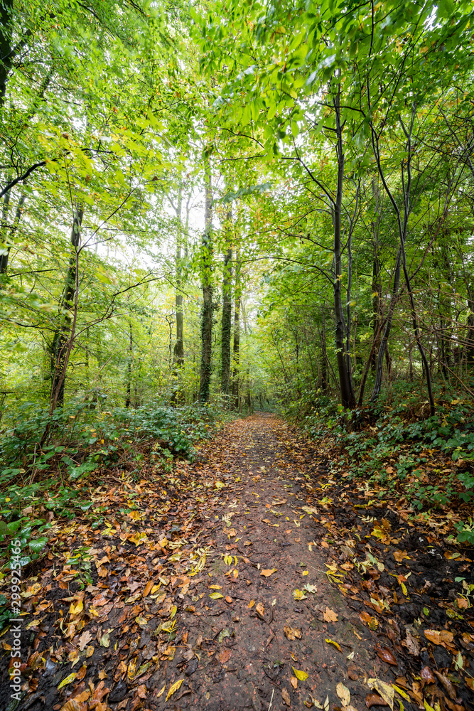 Autumn in the forest Autumn in the forest