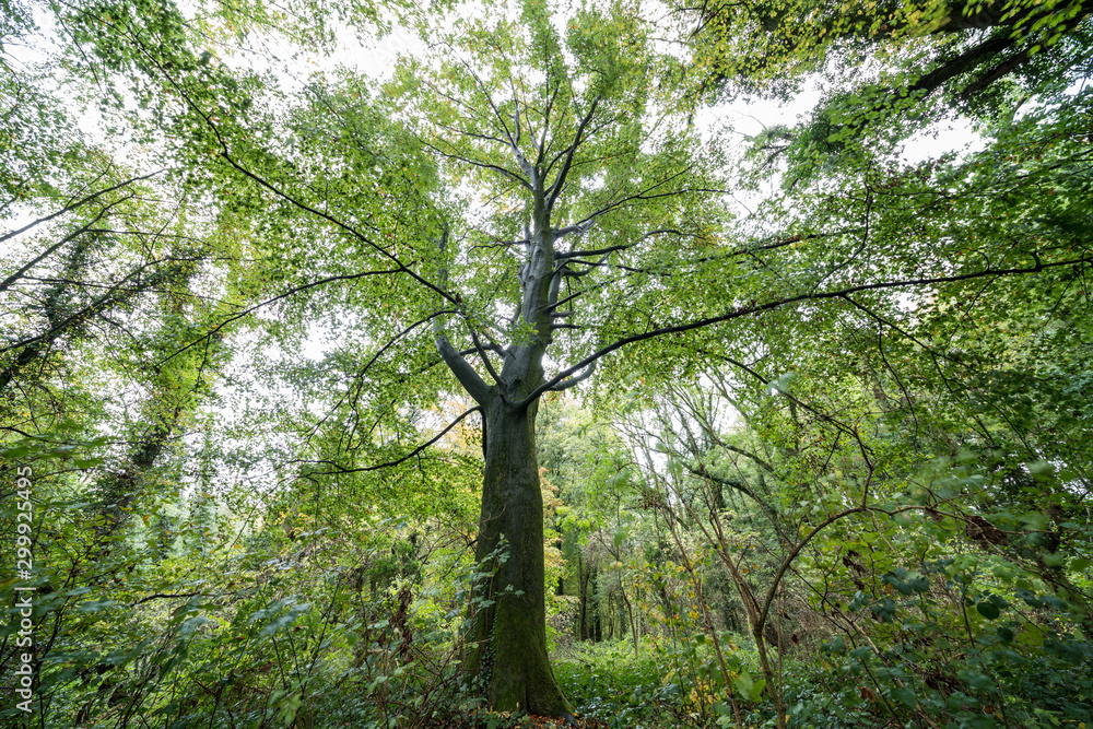 Autumn in the forest