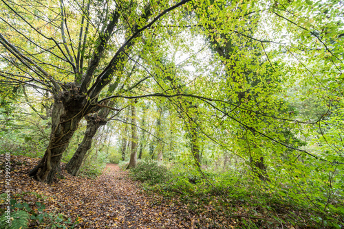 Autumn in the forest