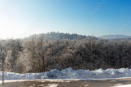 Leafles trees under under snow and clear weather. photo