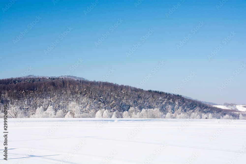 雪原と霧氷がついた樹木と青空